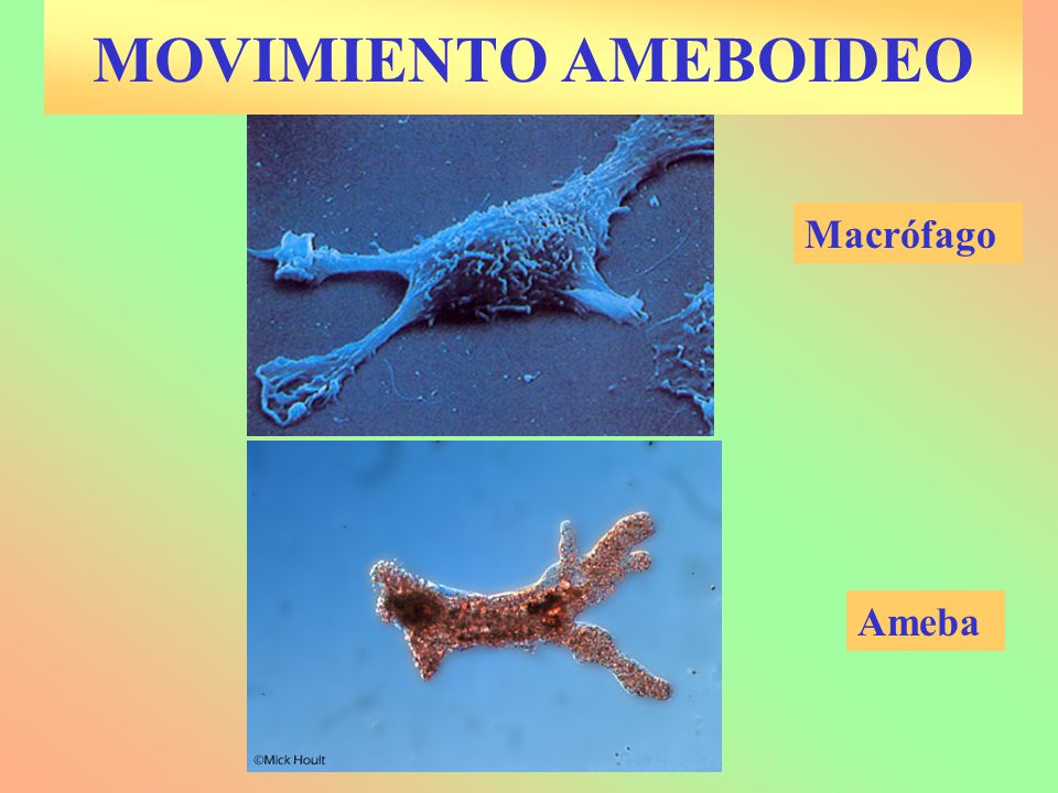 ameba en movimiento ameba en movimiento